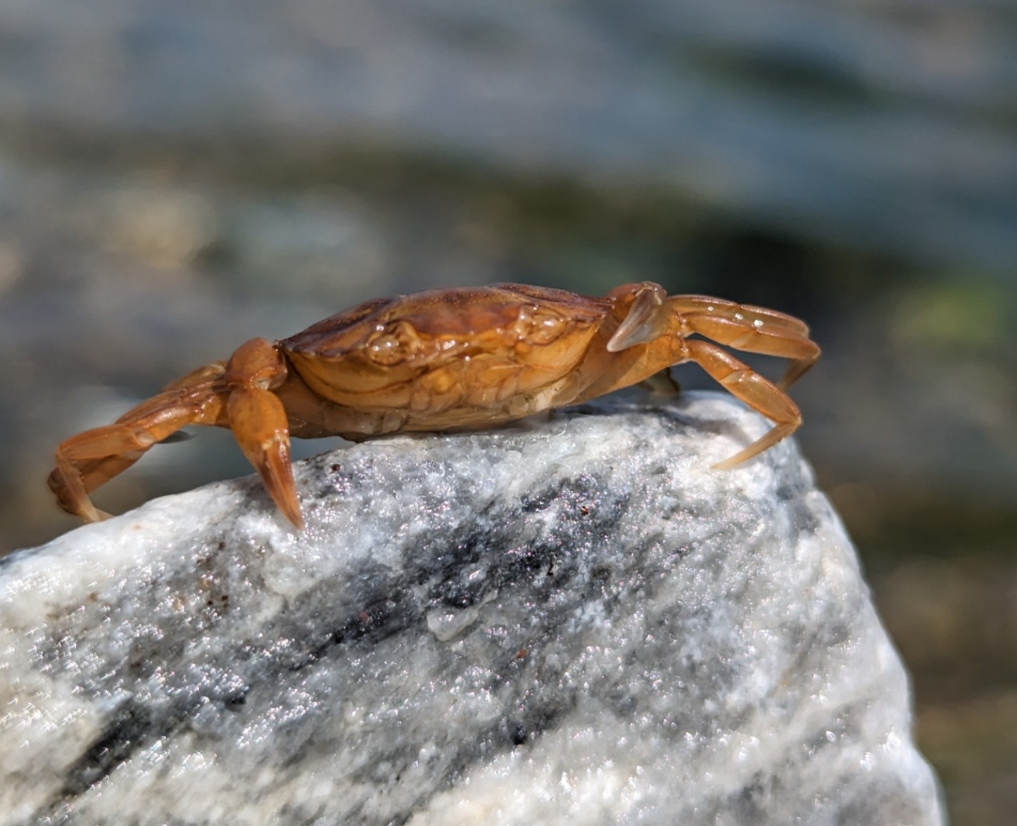 Crustacean Salute