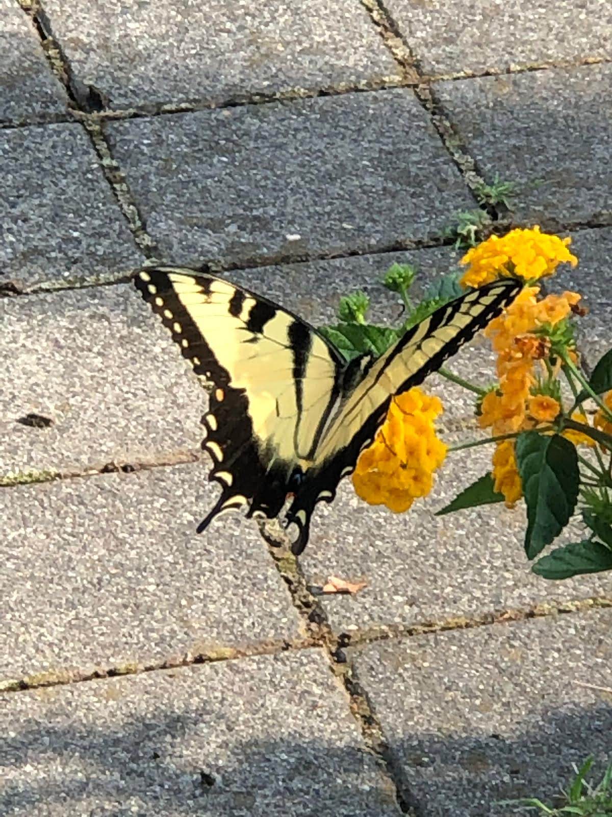 Sidewalk Butterfly